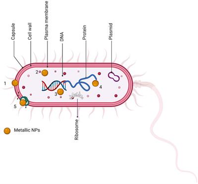 Natural Products-Based Metallic Nanoparticles as Antimicrobial Agents